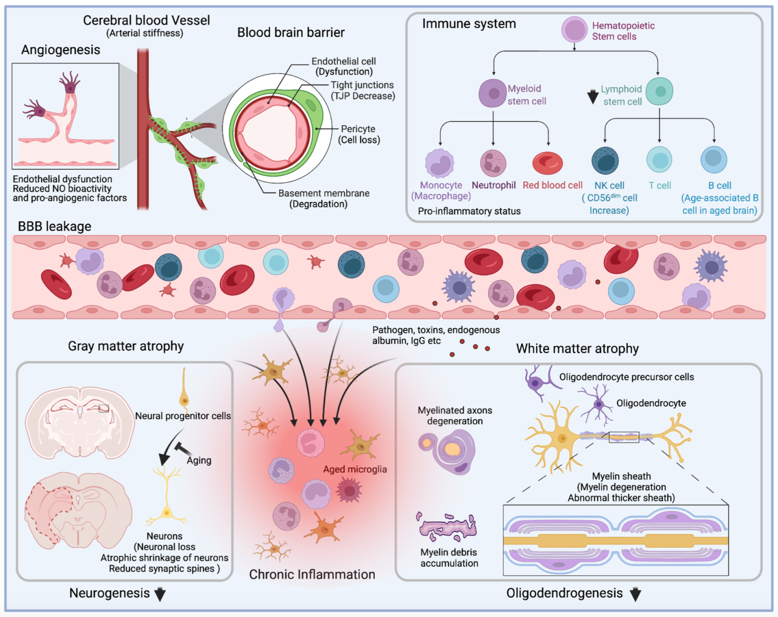 Aging And Functional Recovery After Stroke - Browse Articles ...